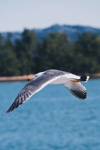 Seagull flying over the sea