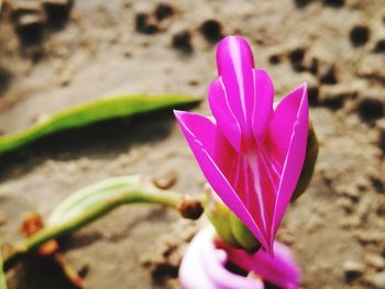 Close-up of pink crocus flower