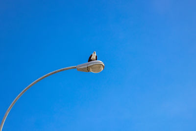 Low angle view of bird against clear blue sky