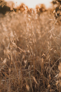 Close-up of stalks in field