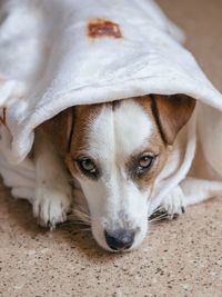 Close-up portrait of dog resting