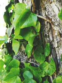 Close-up of green leaves on tree trunk