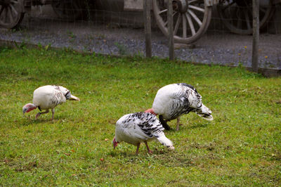 Ducks on a field