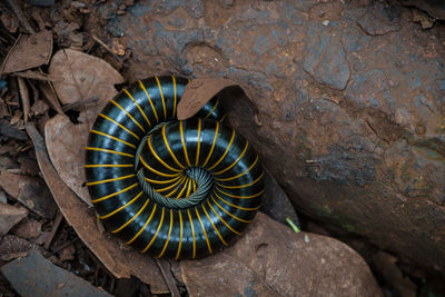 Close-up of insect