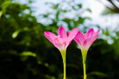 Close-up of pink flowering plant