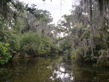 Scenic view of lake in forest