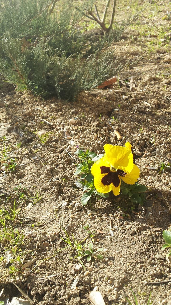 yellow, flower, nature, high angle view, fragility, growth, petal, beauty in nature, field, leaf, tranquility, grass, day, ground, plant, fallen, outdoors, no people, sunlight, dry