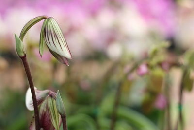 Close-up of butterfly on flower