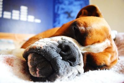 Close-up of dog resting