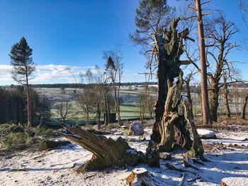 Bare trees on field against sky during winter