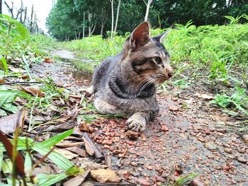 View of a cat looking away