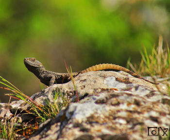 Close-up of grasshopper on rock