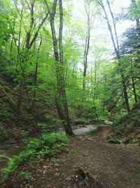 Trees in forest