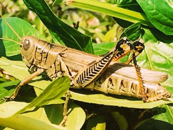 Close-up of insect on plant