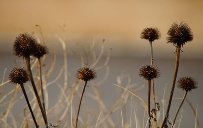 Close-up of wilted flower against sky during sunset