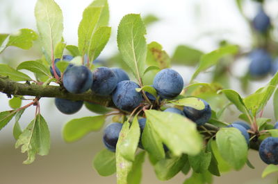 Close-up of berries growing on tree