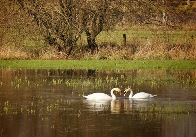 Swans swimming in lake