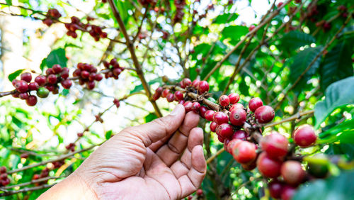 Midsection of red berries growing on tree