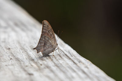 Close-up of butterfly on wood