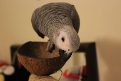 Close-up of a bird