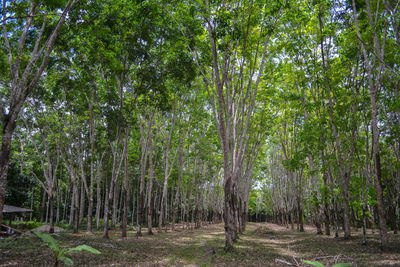 Trees growing in forest