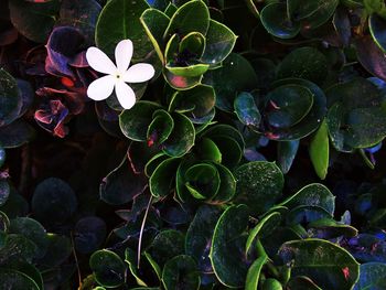 High angle view of flowering plant