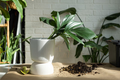 Potted plant on table