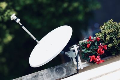 Close-up of dish antenna and flowering plants against blurred background