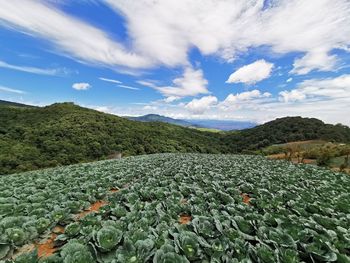 Scenic view of field against sky