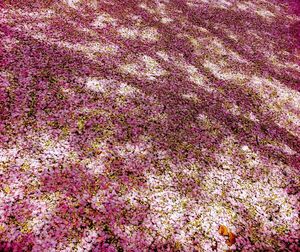 Full frame shot of pink flowers