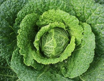 Full frame shot of green cabbage