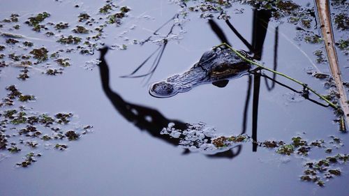 High angle view of turtle in water