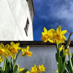 Low angle view of flowers blooming against sky