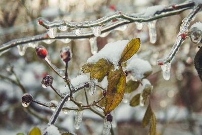 Close-up of frozen plant