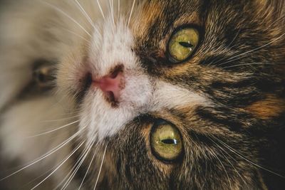 Close-up portrait of cat