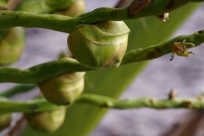Close-up of berries growing on tree