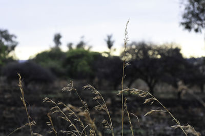 Close-up of crops on field against sky