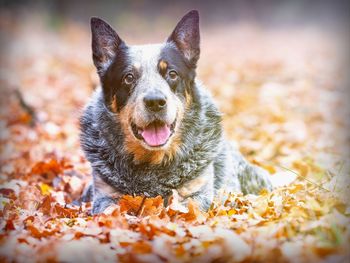 Close-up portrait of dog