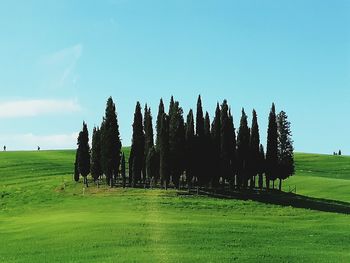 Trees on field against clear sky