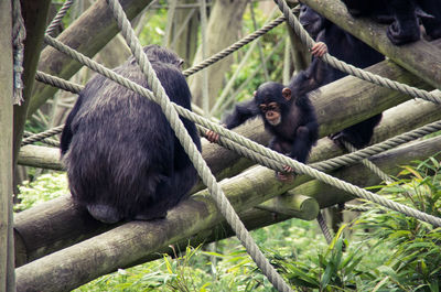 Monkey sitting on tree