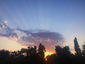 Silhouette of trees at sunset