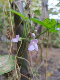 Close-up of purple flowering plant