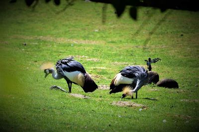 Ducks on field