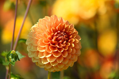 Close-up of orange dahlia flower in park