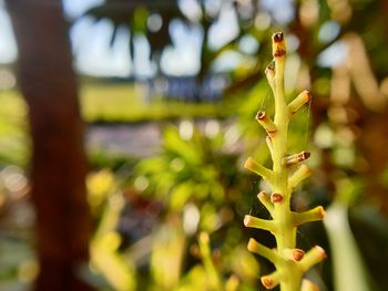 Close-up of succulent plant