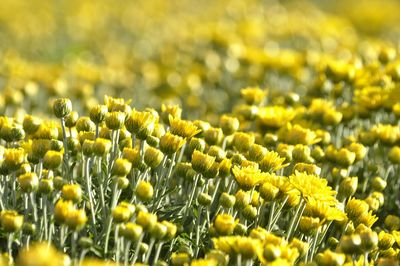 Close-up of yellow flowering plants on field