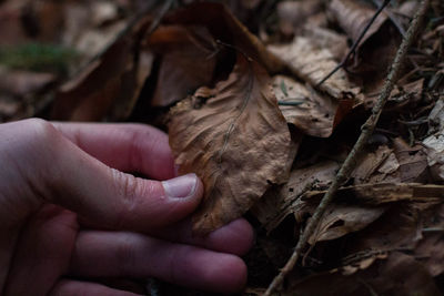 Cropped hand holding dry leaf