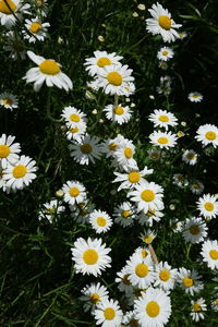 High angle view of white daisy flowers