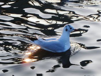 Close-up of swan swimming in lake