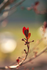 Close-up of red flowering plant